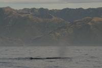 Stock Photo of Kaikoura Bay of New Zealand with a Sperm Whale
