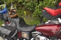 Stock photo of a Harley Davidson with a cute toy pig keeping watch in Punakaiki New Zealand