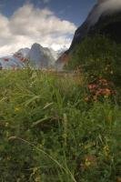 Situated in Fiordland National Park, Milford Sound is a popular visitor destination in the South Island of New Zealand.