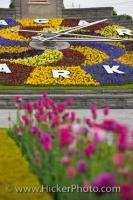 A beautiful arrangement of flowers has been created at this popular tourist attraction in Queenston, Ontario, known as the Niagara Parks Floral Clock.