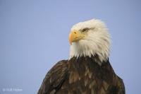 Stock photo of North American Birds, The Bald Eagle