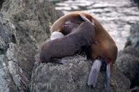 Lounging atop the rocks at Cape Palliser on the North Island of New Zealand a fur seal pup is nursing from its mother.