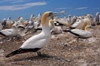 Australasian Gannets hang out on a cliff-top colony together at Cape Kidnappers, which is located in the Hawkes Bay on the North Island of New Zealand. Adults of this species can be identified by their white bodies with dark wing tips and yellow heads.