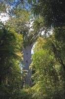 Tane Mahuta, also known as God of the Forest, or Lord of the Forest, in the Waipoua Forest, Northland on the North Island of New Zealand is a very special tree that is very old and is the largest Kauri tree in the whole world.