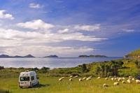 A rented camper, parked in the rustic Titiriangi Bay Campground in the beautiful Marlborough Sounds, is surrounded by sheep.