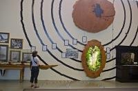 This display is painted right on the wall at the Matakohe Kauri Museum and by way of growth rings, shows the sizes of kauri trees.