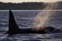 A Killer Whale leisurely surfaces in the ocean waters off Northern Vancouver Island, BC leaving his mist behind glistening in the sunlight.