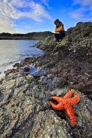 Among the many activities available in Pacific Rim National Park on the West Coast of Vancouver Island in BC, combing the rocks at low tide for sea life is one of the most popular. It is common to see colourful ochre sea stars, and sea anemones.