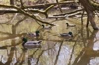 The Lyndes Conservation Centre is a wildlife reserve situated in Whitby, Ontario and is a pleasant location to visit during a vacation.