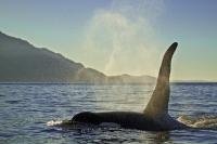 A large male orca whale, aka killer whale, traveling through Johnstone Strait close to sunset, British Columbia, Canada.