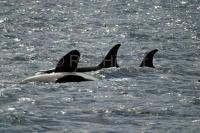 An orca is playing while the rest of the family rests near Robson Bight in Johnstone Strait, British Columbia.