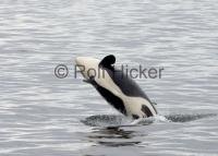 A famous Orca Killer whales is Springer, A73