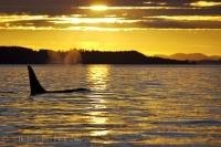 Sunset off Northern Vancouver Island in British Columbia is an extremely peaceful time of day and even this Orca finds himself enjoying the tranquility.