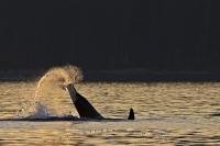 A transient Orca whale shows its excitement after a sunset meal by tail lopping just off shore from Malcolm Island.