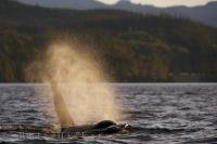 A large male Orca whale looms from behind the mist created from its own breath.