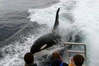 Photo of a Killer whale surfing behind a whale watching boat