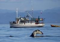 A transient Orca Whale Tail with the whale watching vessel Blue Fjord in the background