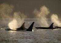 Photo of Orca Whales in the sun taken on a whale watching tour off Vancouver Island