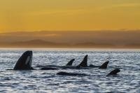 A northern resident killer whale pod (orcas) enjoying a beautiful sunset in a resting line in Johnstone Strait, British Columbia, Canada.