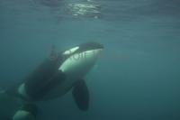 Stock of Orca Whales Underwater, Orcinus Orcas