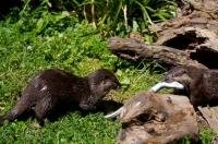 A habitat for the Oriental Small Clawed Otter is a must see at the Auckland Zoo in New Zealand where this cute couple resides.
