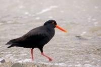 The black body of the Oystercatcher makes the orange feet, eye and bill prominently stand out on this bird at Ocean Bay, New Zealand.