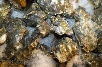 A photo of oysters on ice at the Public Market Center in Seattle, Washington.