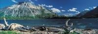 Panoramic photo of Waterton Lakes National Park with driftwood along the lake