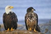 A symbol of strength, pride and in this case unity, in the USA - two bald eagles (an adult and juvenile) sit side by side on an old tree stump along the beach in Homer, Alaska with the waters of Kachemak Bay in the background.