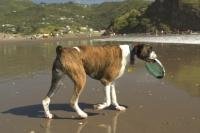Pet Smart game of throw the frisbie at Piha Beach in New Zealand