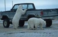 Who is watching who, Polar Bears in Manitoba, Churchill