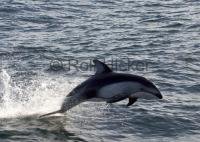 A pacific white sided dolphin is jumping beside a whale watching boat in British Columbia, Canada.