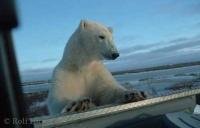 A polar bear is climbing up the side of a pickup truck near Churchill, Manitoba.