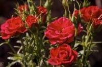 Red roses beginning to bloom is a picture of beauty in the village of Oliva Nova in Valencia, Spain in Europe.