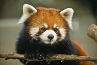 Red Panda's are native to China and definately belong in the category of really cute animals as you can see