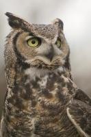 Mostly active from dusk, this Great Horned Owl was awake and keeping an eye on us at the Edmonton Zoo in Alberta.