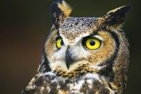 Photo of a Great Horned Owl, a bird of prey