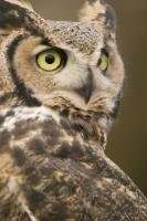 A Great Horned Owl poses for some pictures while keeping a wide eye on its surroundings in Edmonton, Alberta, Canada.