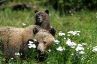 Female Grizzly Bear with Cub in Knight Inlet, British Columbia
