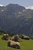 A group of cows at Bonaigua Pass have a stunning view of the Catalan Pyrenees in Catalonia, Spain.