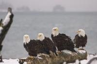 Stock Pictures of Eagles in Homer, Alaska