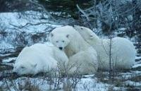 Stock Photo of Polar Bears
