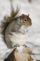 Picture of a cute squirrel on a stumb