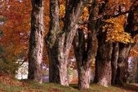 A beautiful row of decidous trees with fall foliage of orange, red and yellow in Nova Scotia, Canada.