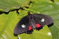 Adult Pink Cattleheart butterflies have a wing span of approximately 2 to 3 inches.