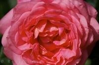 You can see every petal in this close up picture of a pink rose in Valencia, Spain in Europe.