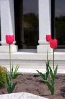 The gardens of the Alberta Temple in Cardston, Alberta in Canada are well maintained and these pink tulips flourish in the spring and summer months.