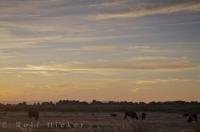 The Plaine de la Camargue bulls are busy grazing and oblivious to the beautiful sunset in Provence, France.