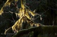 A rainforest is full of living plants from towering trees to mosses and lichens.