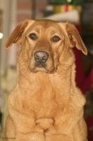 Stock photos of Cute Dogs, Labrador breed